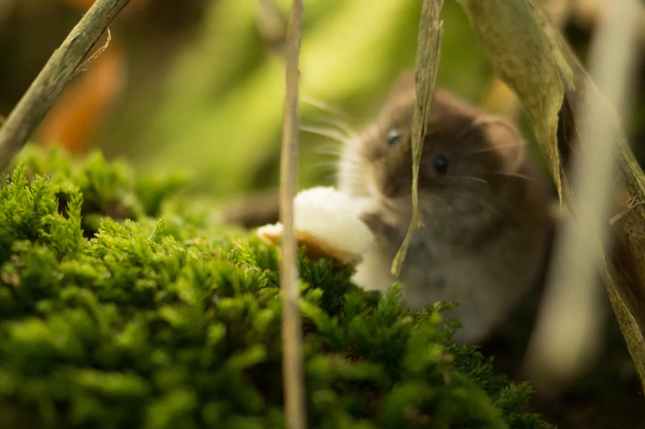 animal-fauna-hamster-9218.jpg