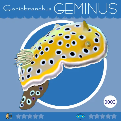 0003-GoniobranchusGeminus.png