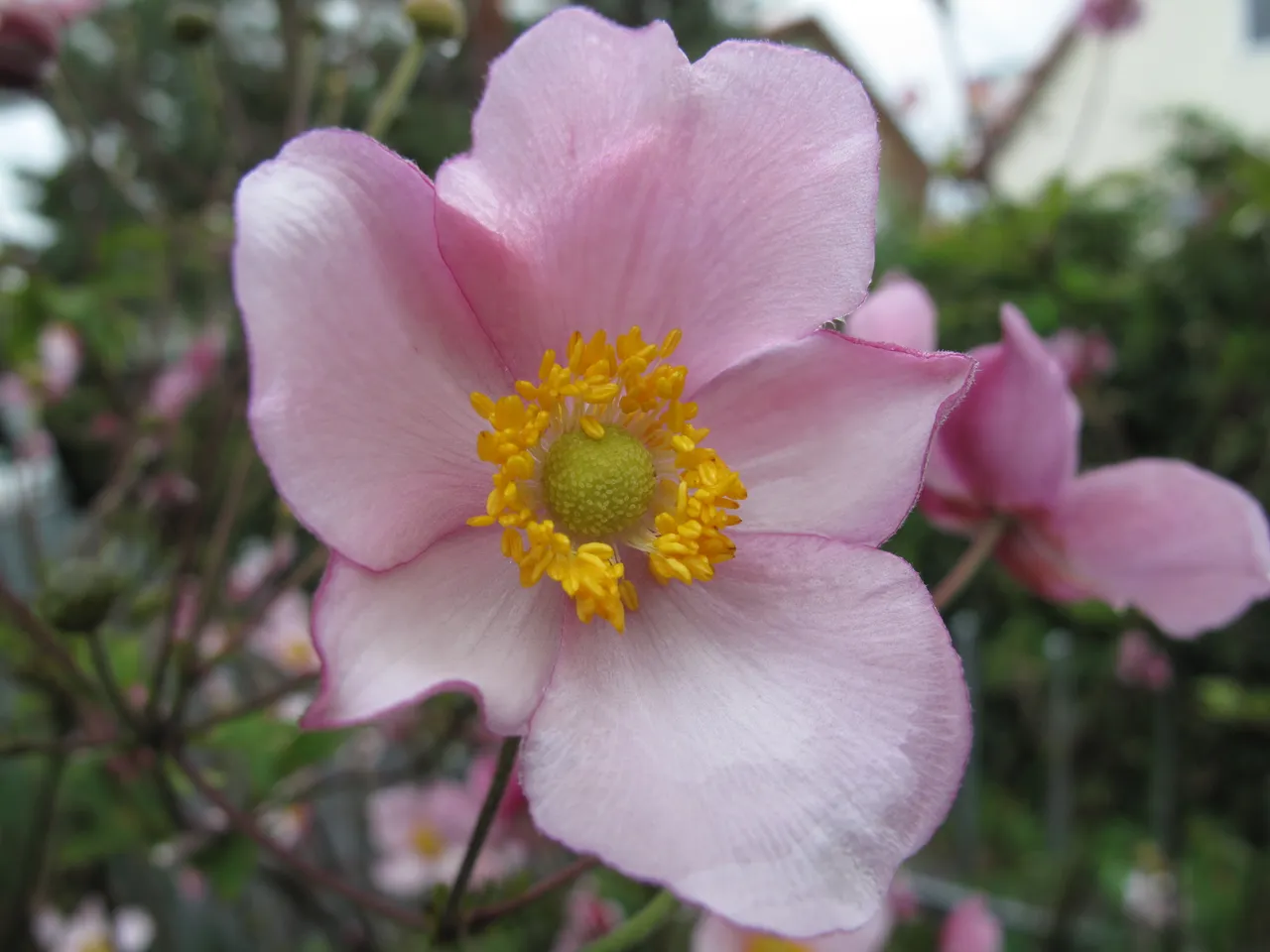 Herbstblumen 2019 001.JPG