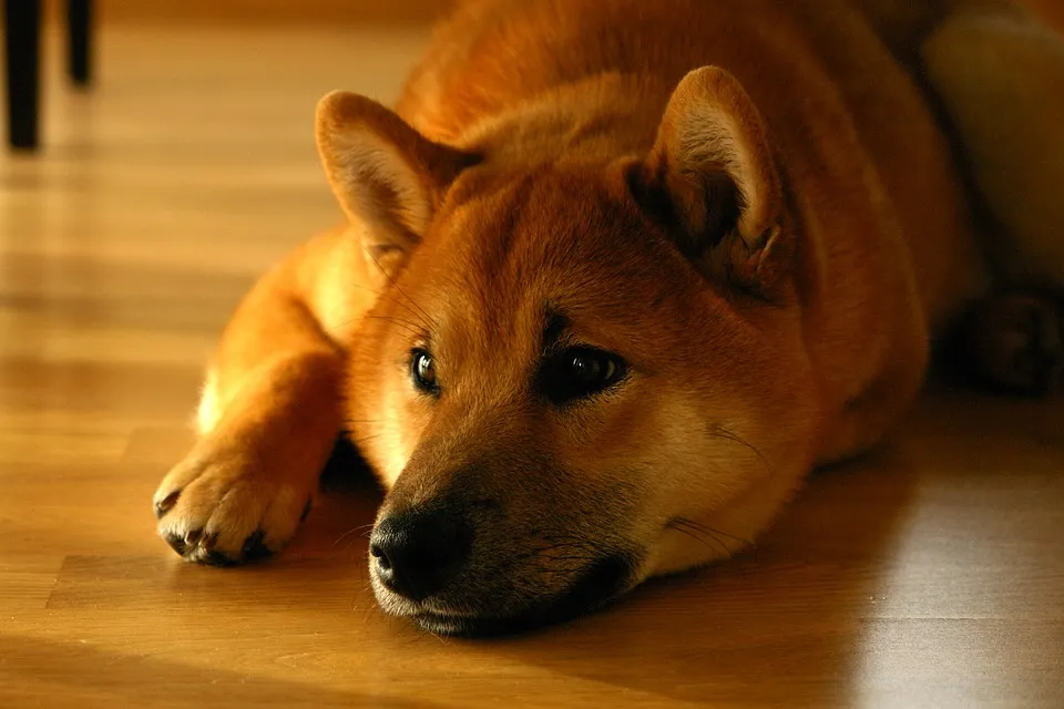 shiba-inu-1904871_960_720.jpg