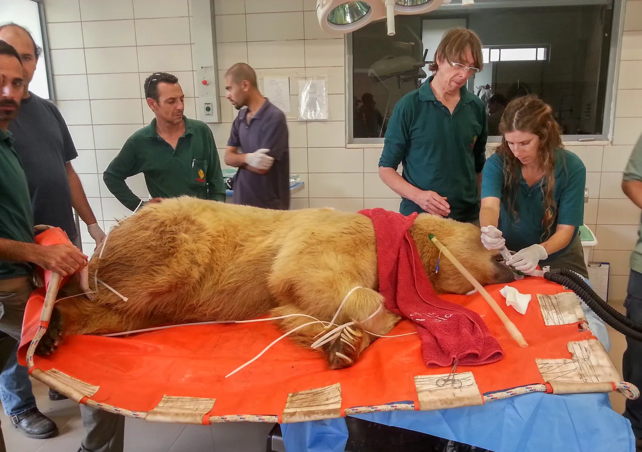 Operation-Bear-7-5-14-004.jpg