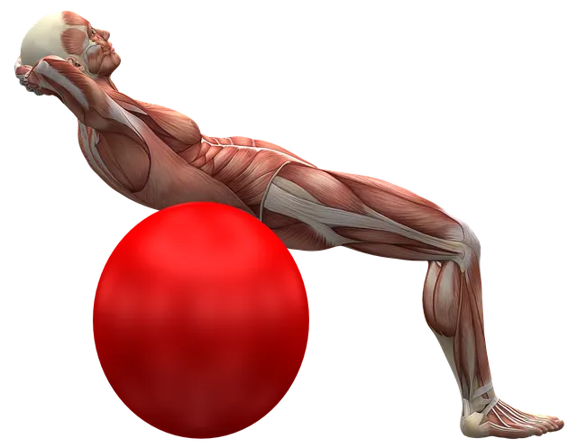 exercise-ball-2277451_640.png