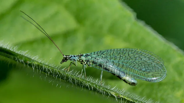 640px-Chrysopidae_01_(MK).jpg