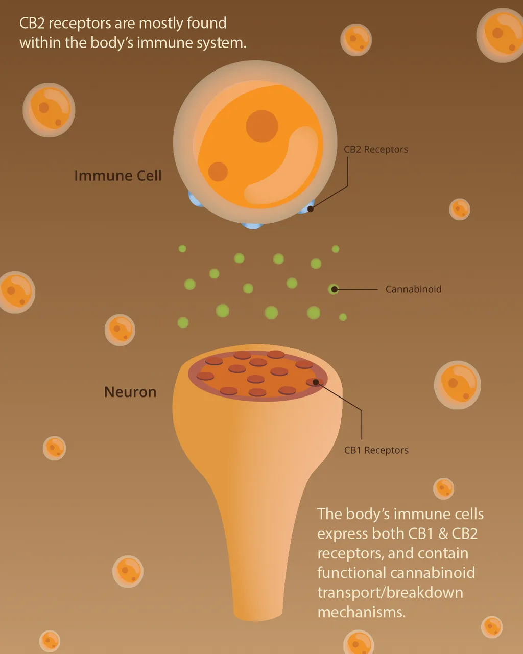 Endo Immune Swipe 2.jpg