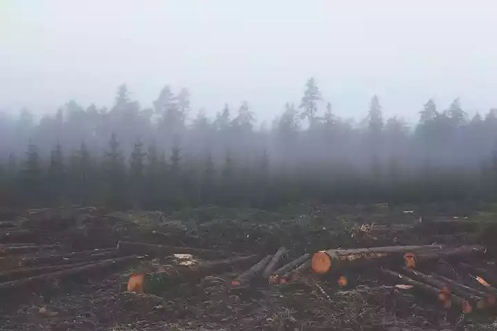 deforestation-351474__480.jpg