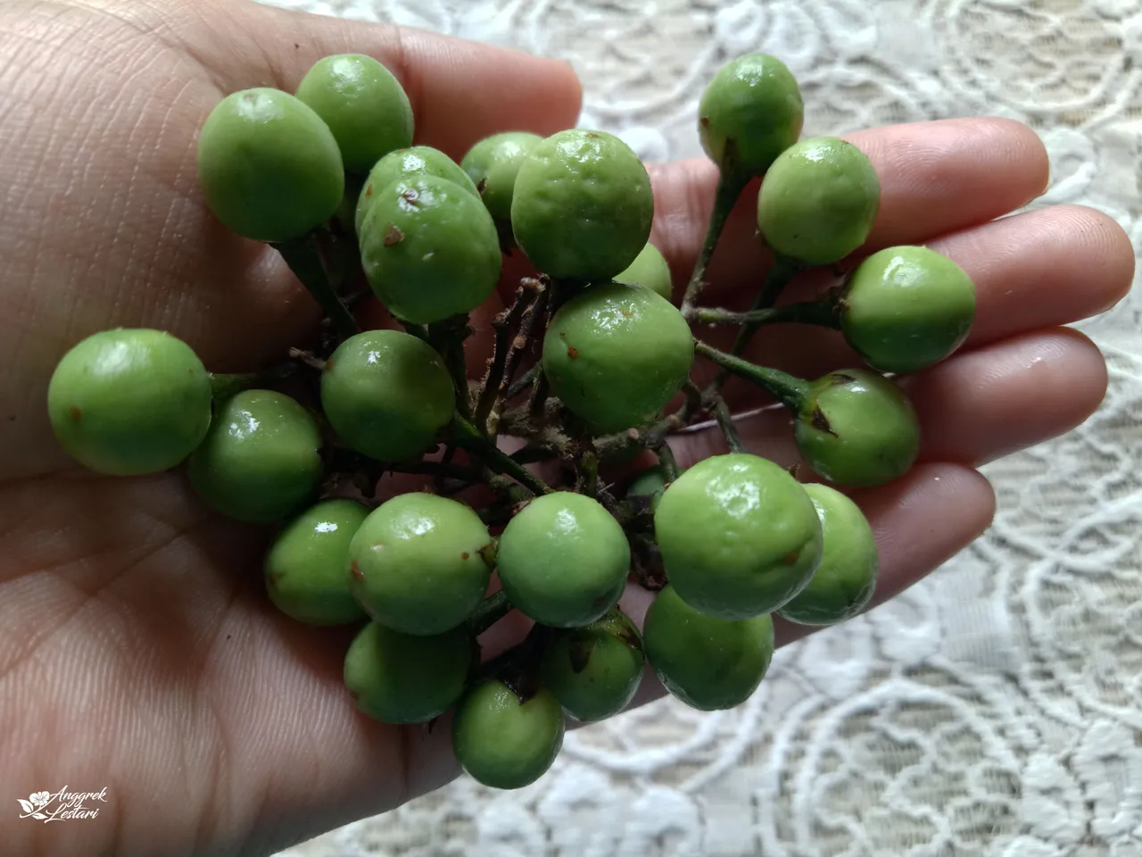 Solanum Torvum Fruits.jpg