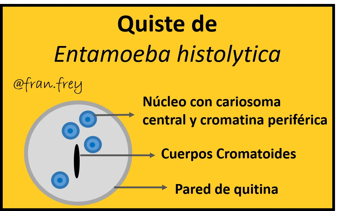 Quiste E. histolytica.png
