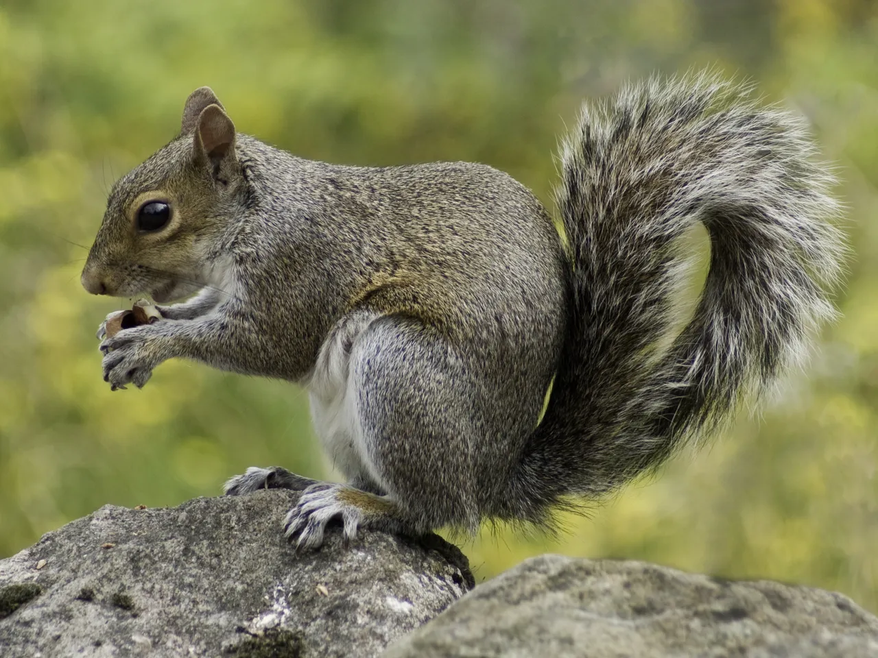 animal-close-up-fur-47359.jpg