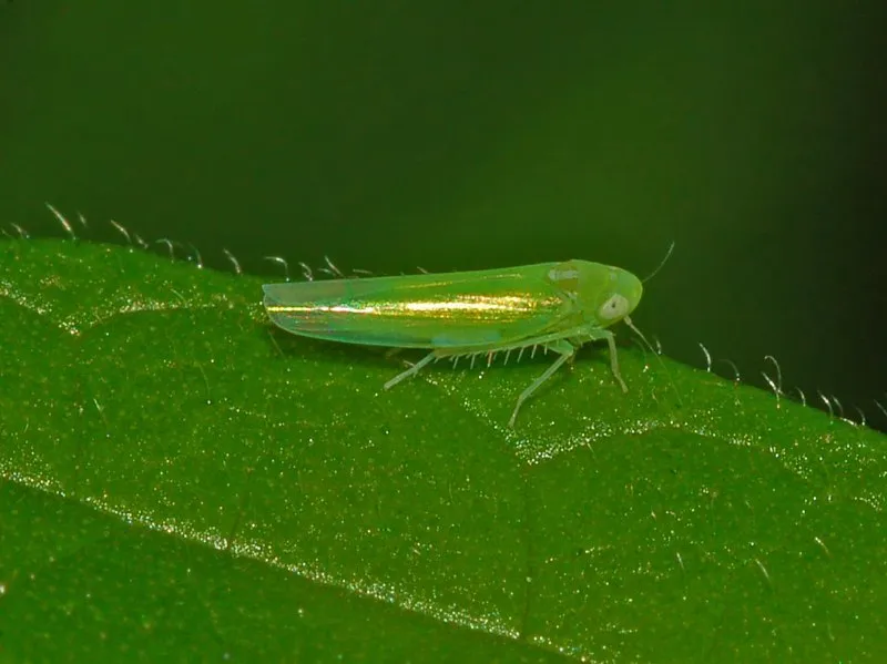 mosquito-verde-viña.jpg