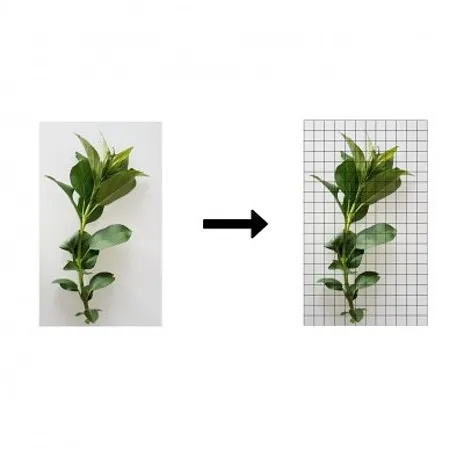 plant-with-grid-drawing-1.jpg
