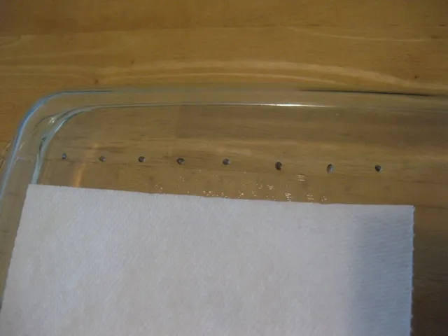 germination station 2.JPG