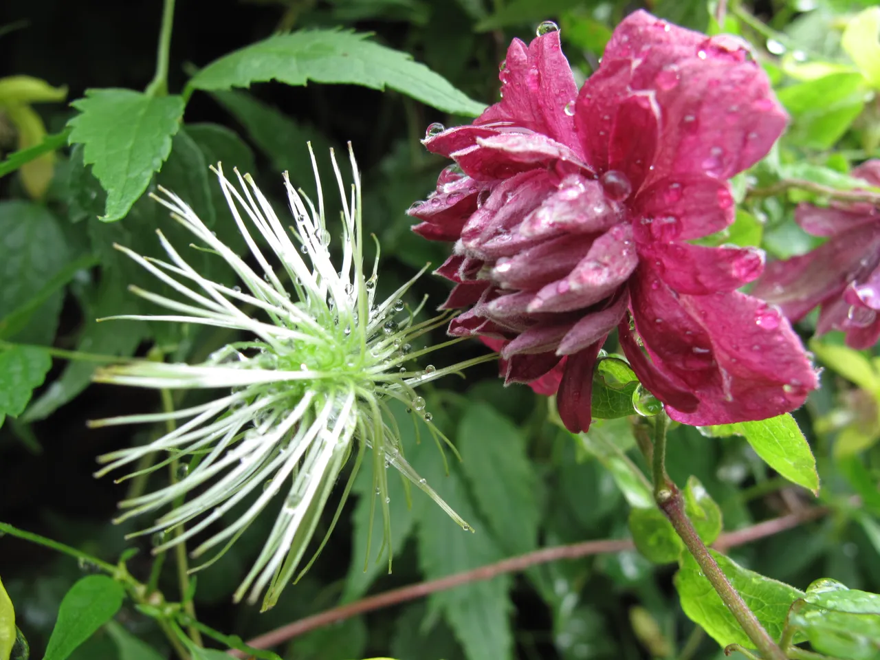 Herbstblumen 2019 011.JPG