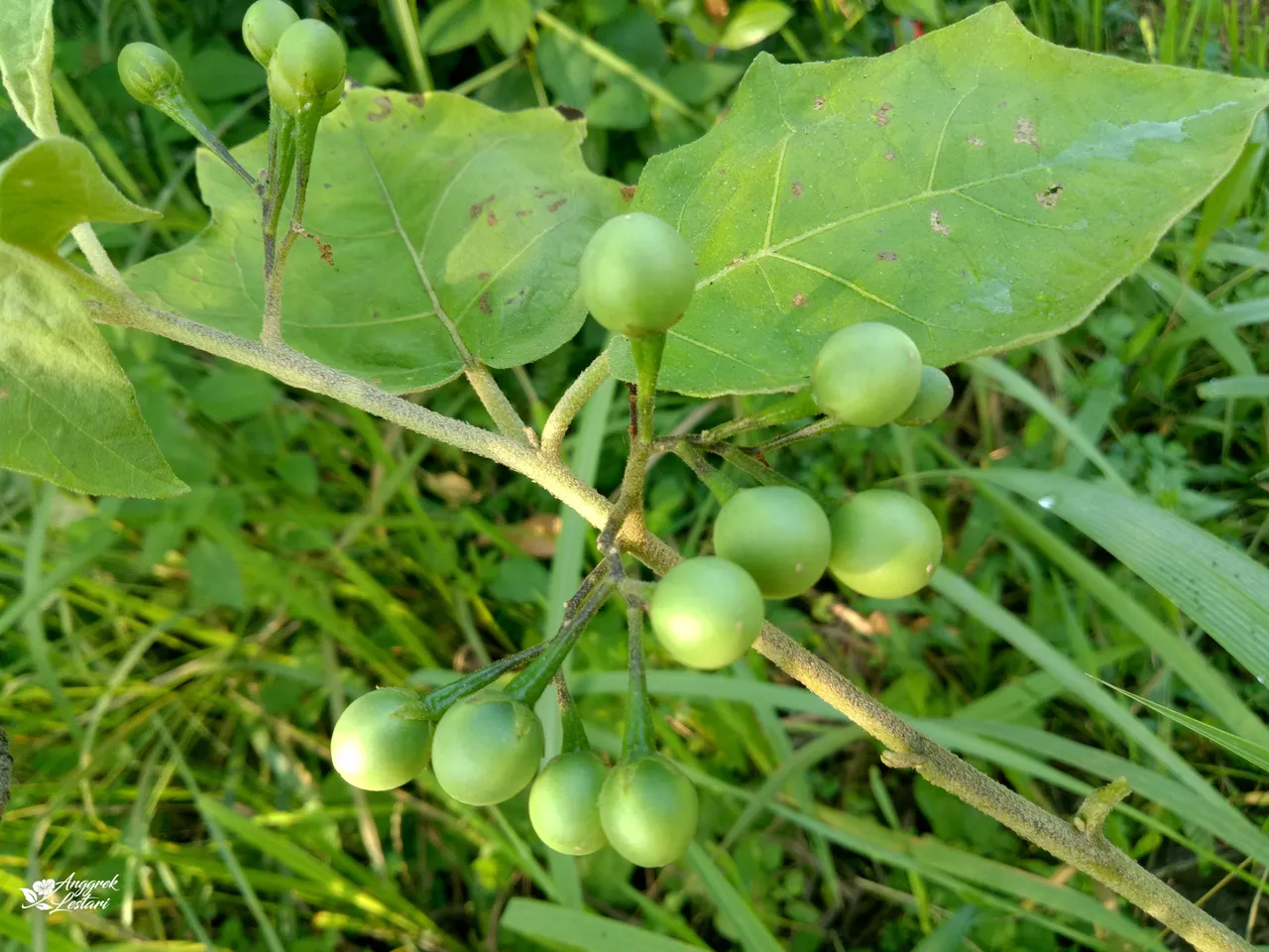 Solanum Torvum Plant2.jpg