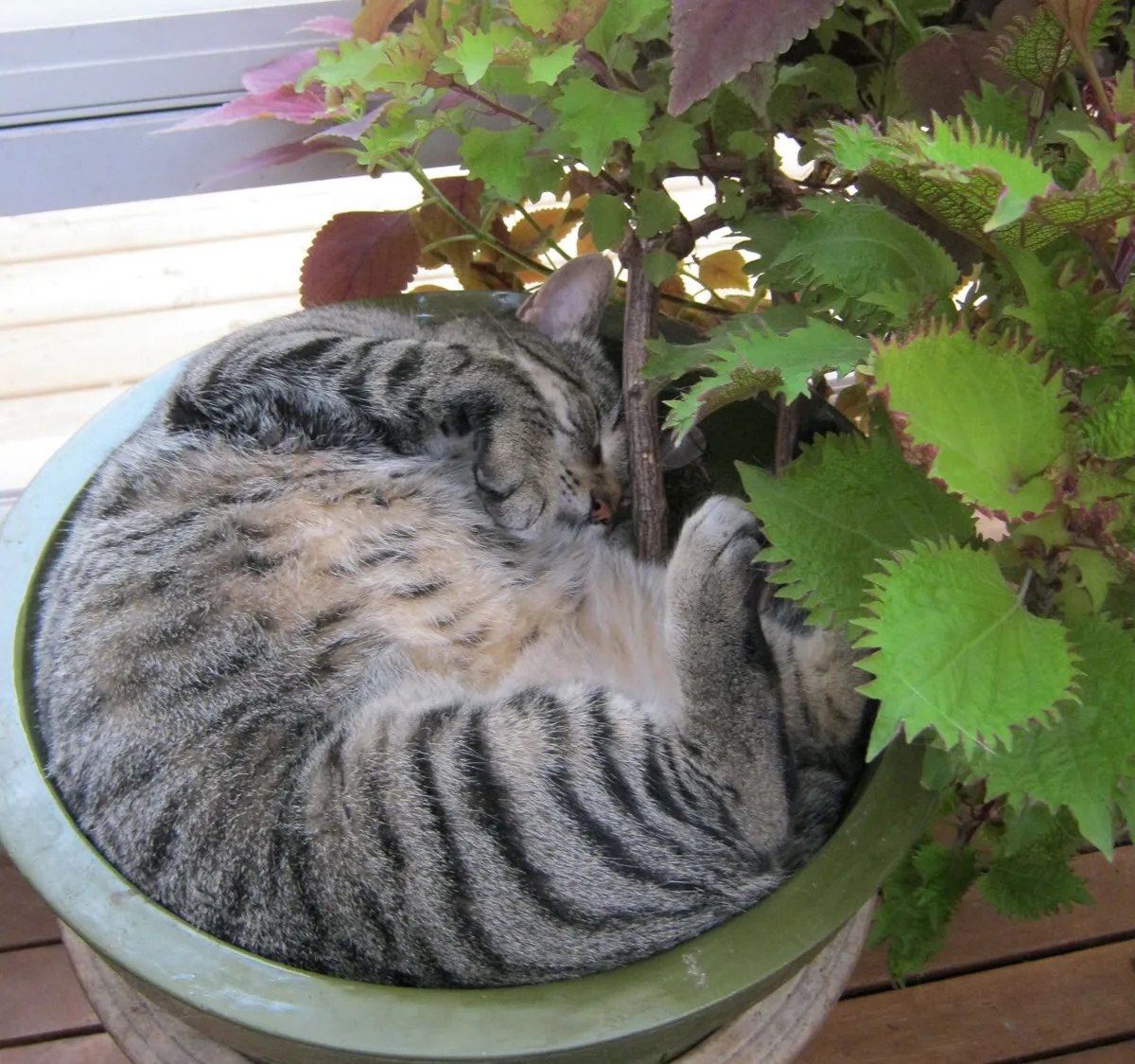 JJ snoozing in ipot.JPG