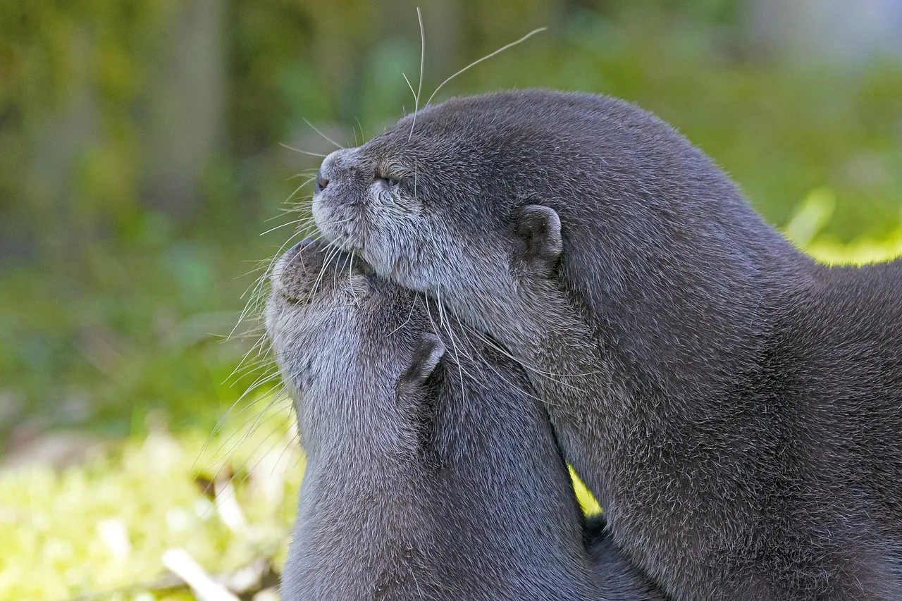 clawed-otter-2146072_1280.jpg