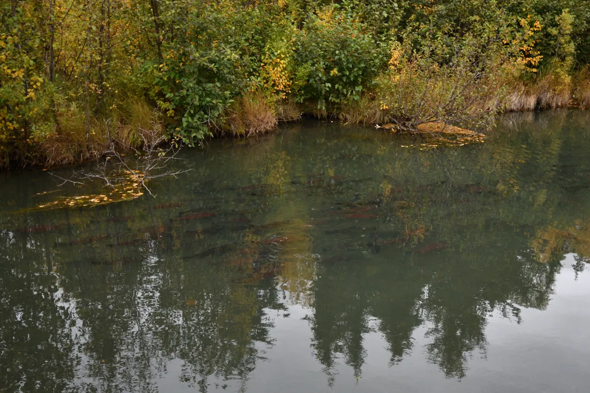 Tern Lake spawning fish