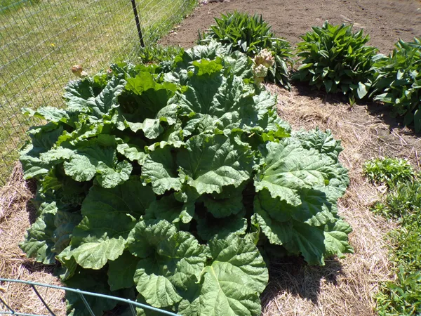 Big garden  rhubarb crop May 2020.jpg