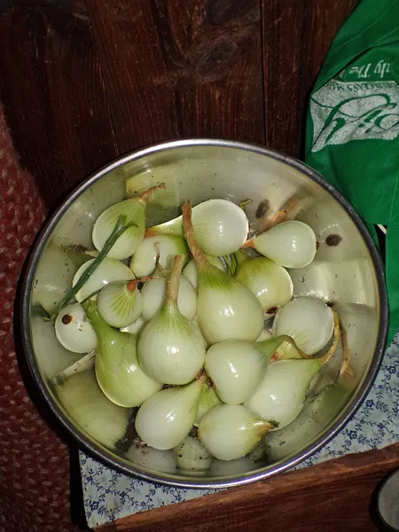 Onions for ketchup crop August 2020.jpg