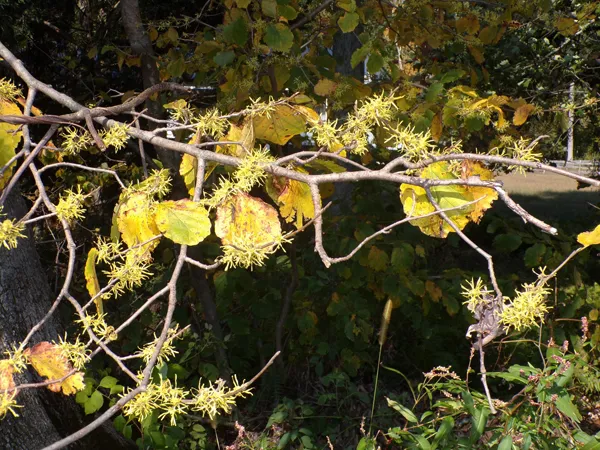 Witch hazel flowers2 crop Oct. 2020.jpg