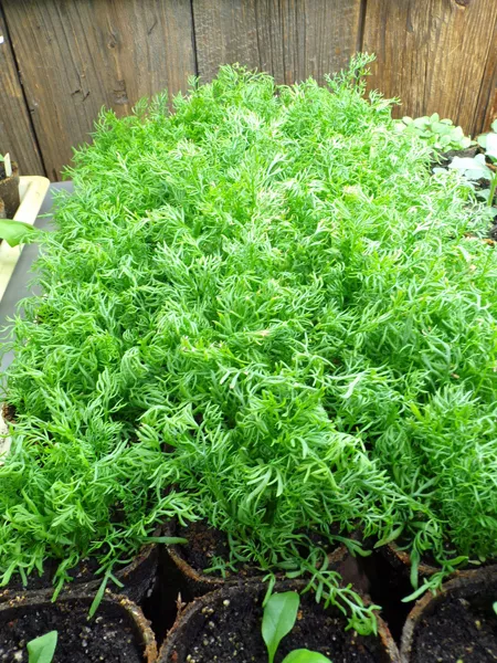 Seedlings  chamomile crop May 2020.jpg