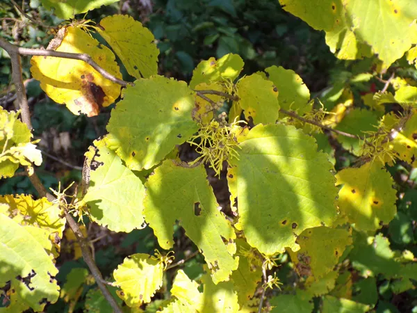 Witch hazel flowers1 crop Oct. 2020.jpg