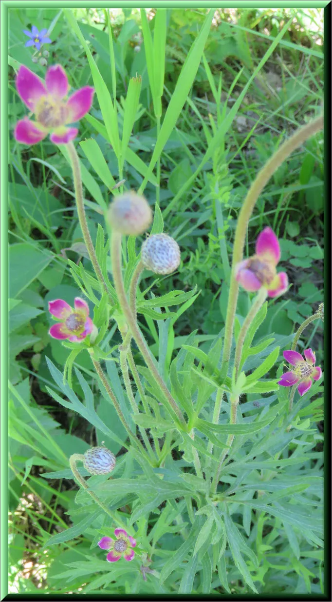 close look at pink avens plant in bloom.JPG