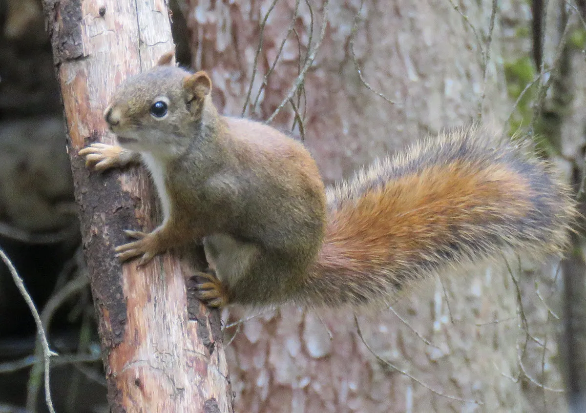 sideview close up squirrel on tree trunk.JPG