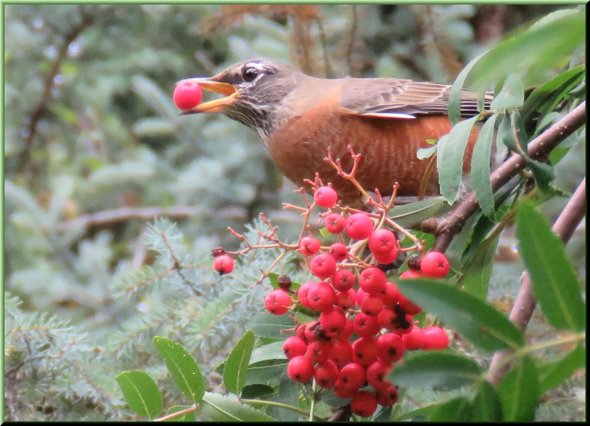 close up Robin eating mountain ash berry.JPG