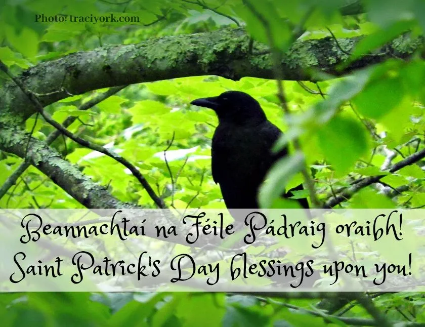Saint Patricks Day Blessing with URL.jpg