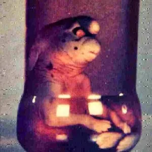 gnome of girona