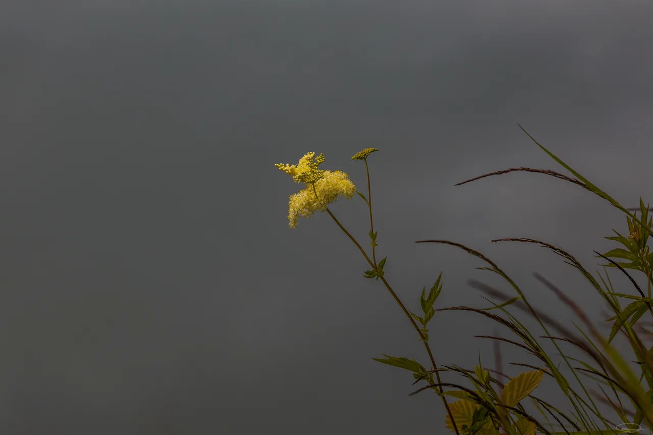 Yellow Flower aka Thalictrum, Ranunculaceae