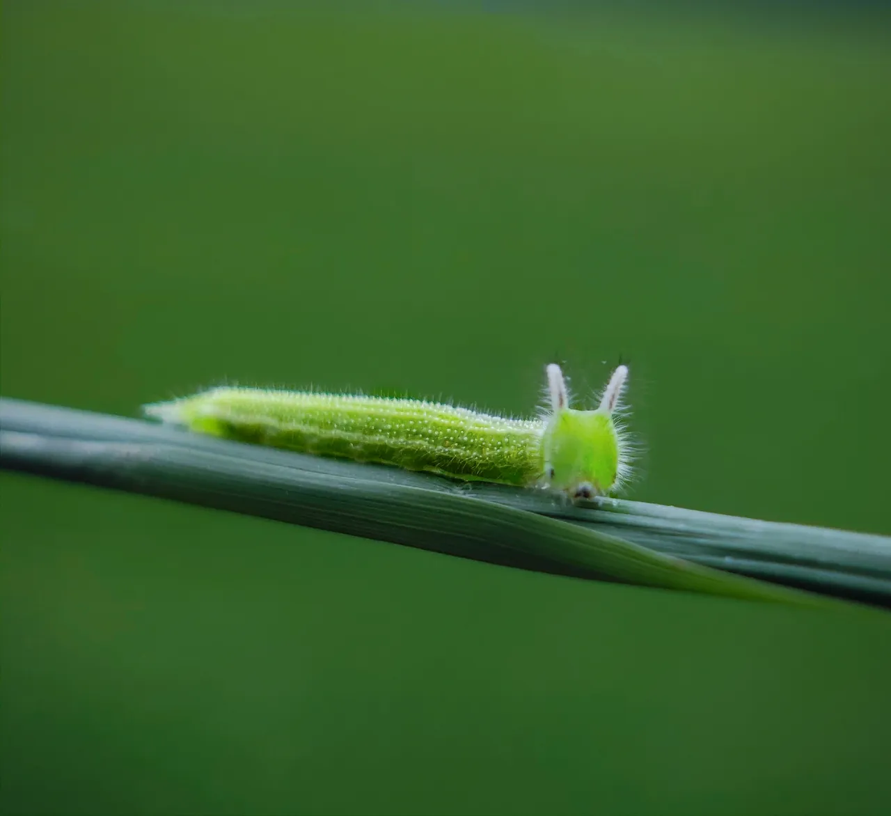Caterpillar  Caterpillar at a Glance