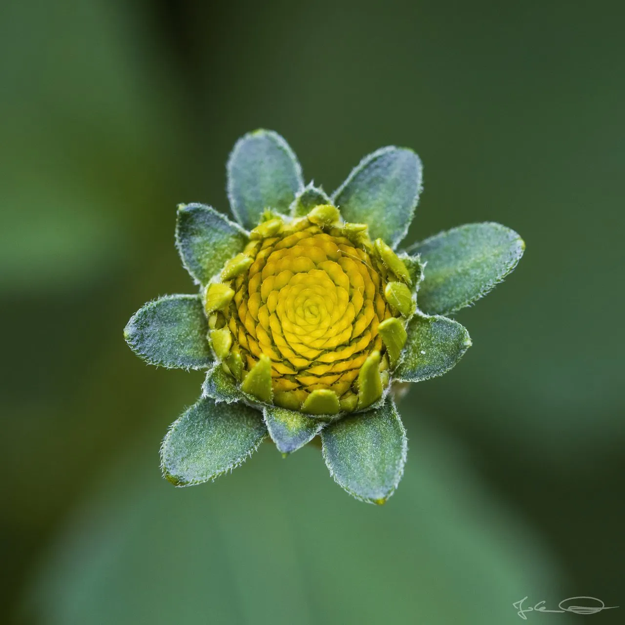 Hive AlphabetHunt Yellow Flower