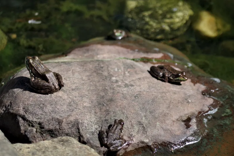 frogs pond life sunscape.jpg