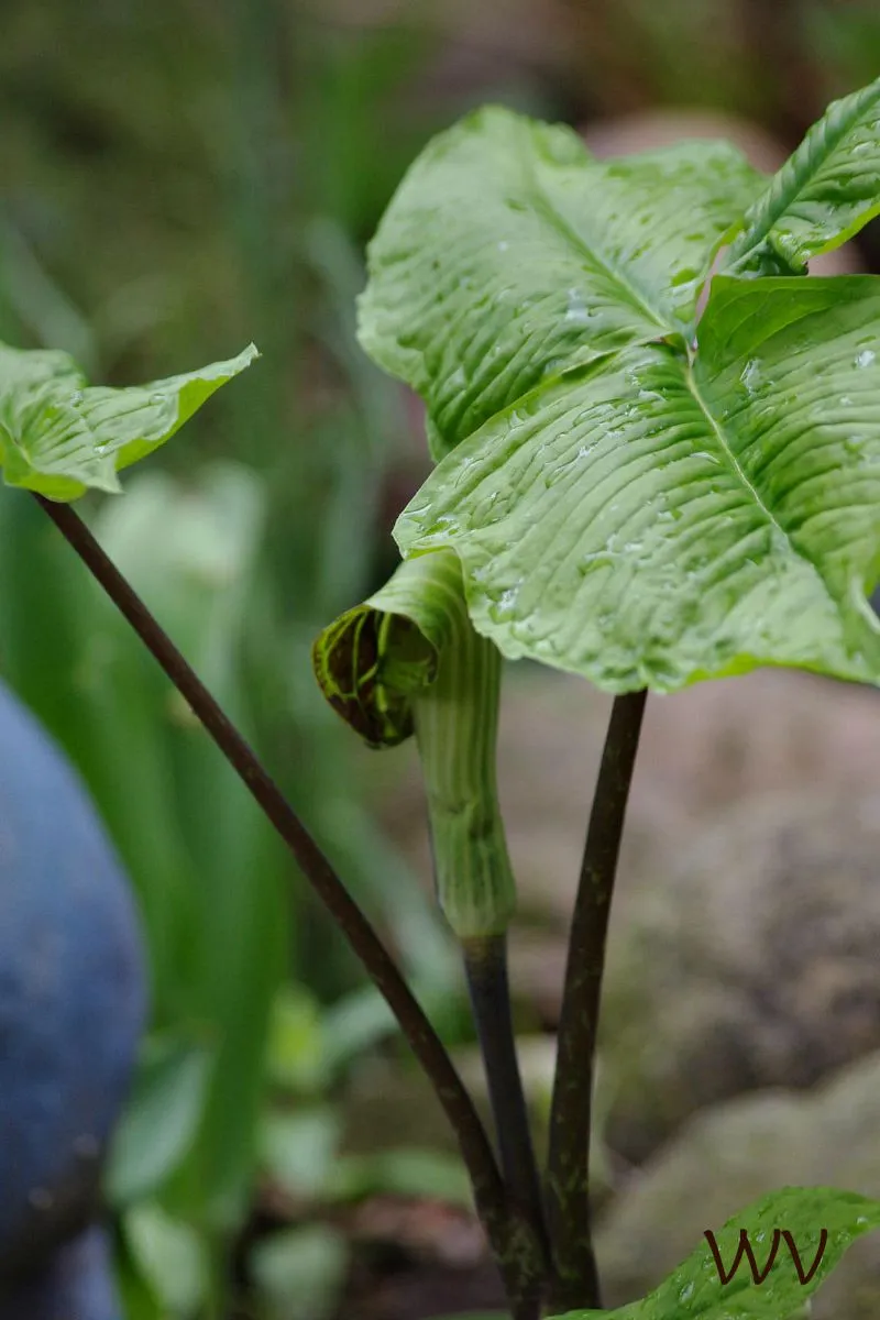 jack-in-the-pulpit-wanda-virgo.jpg