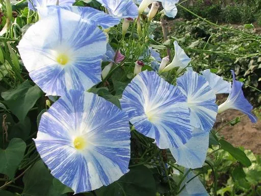 pomoea-tricolor-flying-saucers.jpg