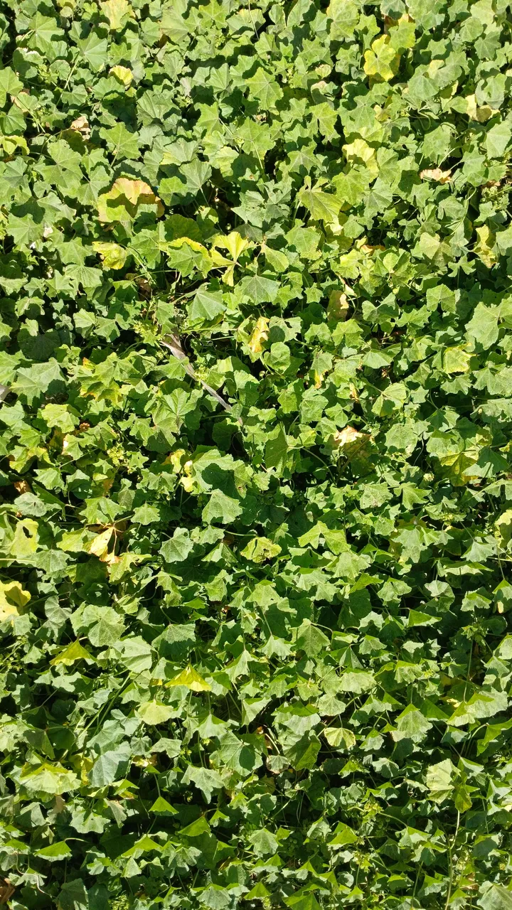 20250414_143604_copy_3182x5655.jpg