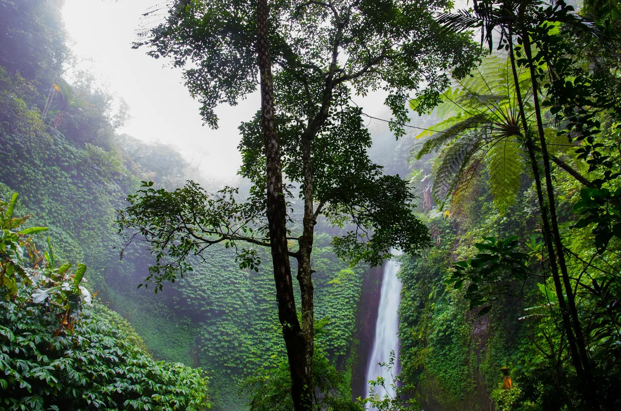 "nature-forest-waterfall-jungle.jpg"