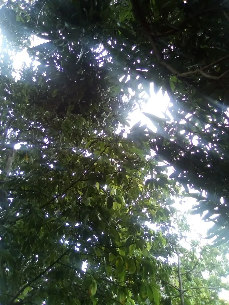 IMG_20210331_101752-compressed.jpg