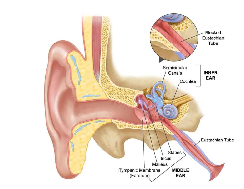 Ear Eustachian-tube-blockage.jpg