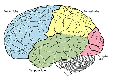 Brain-lobes-traditional-QBI-sm.jpg