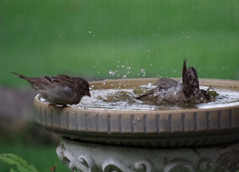 feathered-friends-birds-bath-3.jpg