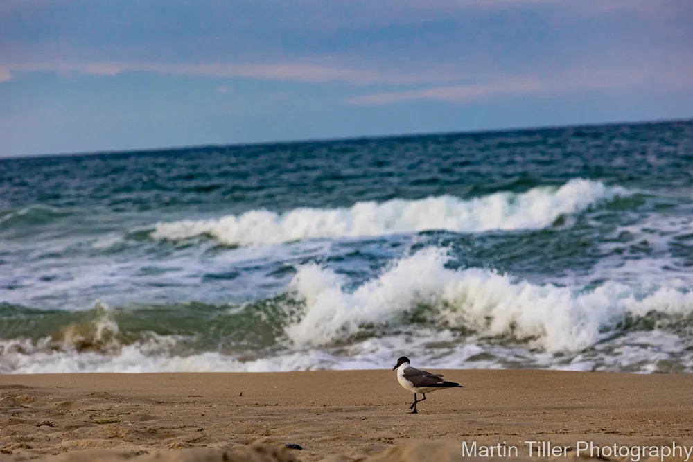 Seagull framed by wave-1.jpg