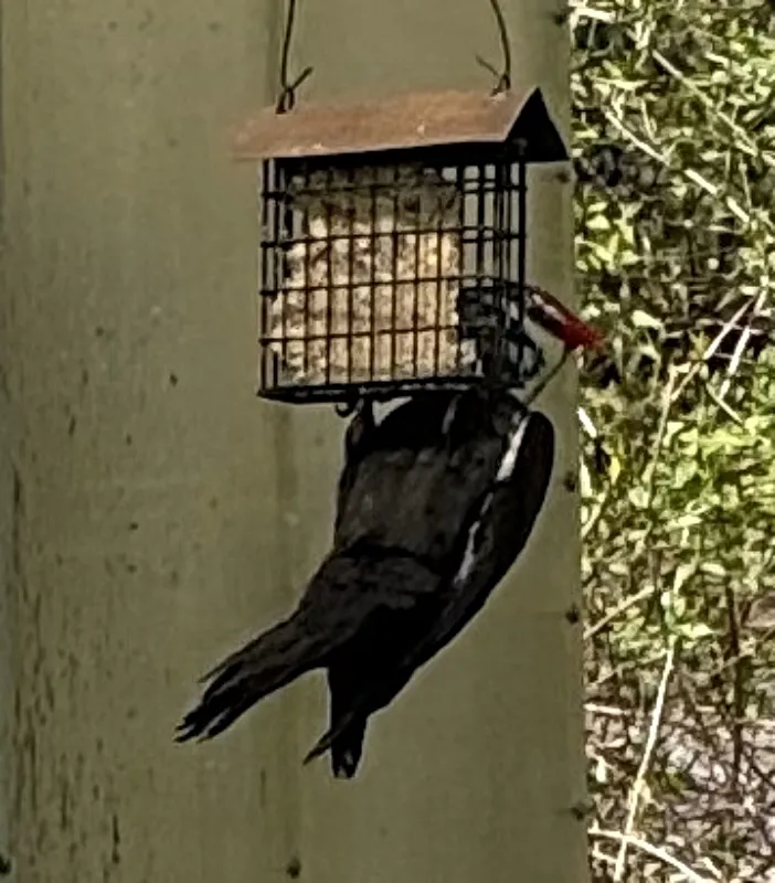 feathered-friends-woodpecker-3.jpg