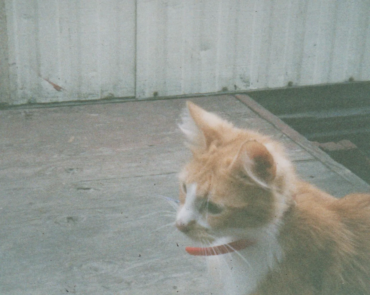 1998 maybe - Honey Cat.jpg