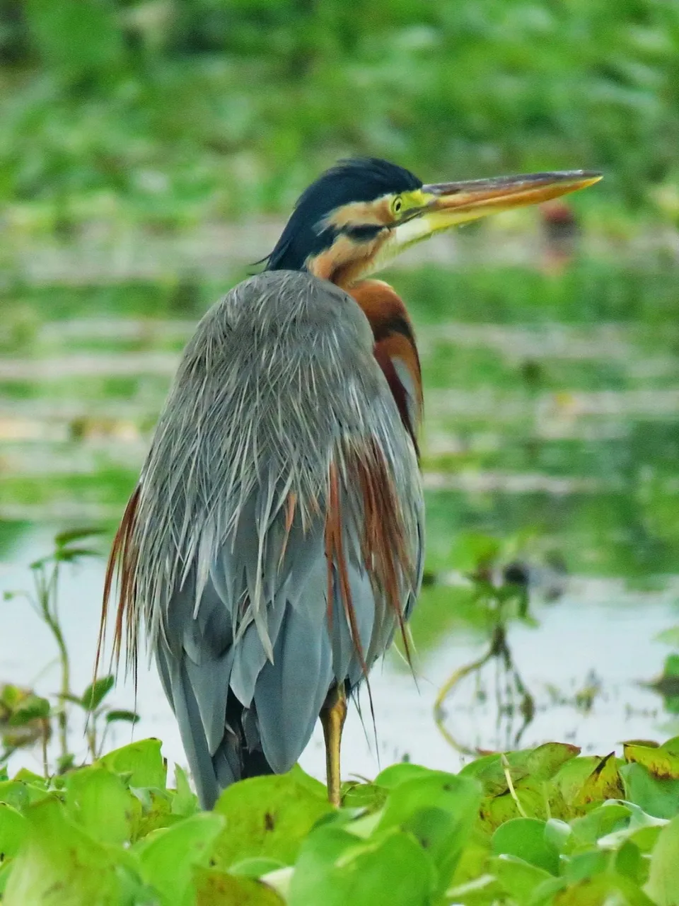 Purple Heron