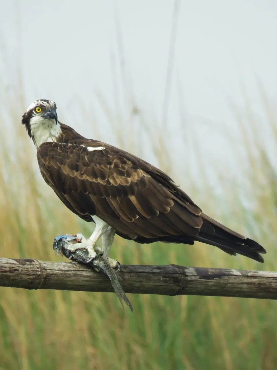 Osprey