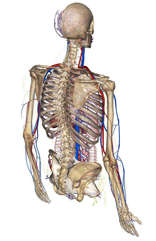 Zygote_Upper_Body.jpg
