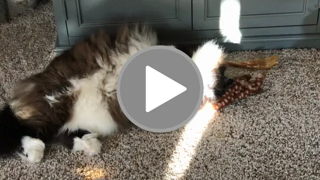videos/14a4820e0e148aca98f81c4121ec0573-00001.png
