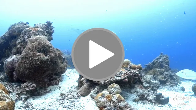 videos/271a31d251549f508e7c3f38c0ca44bd-00001.png